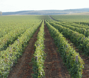 Over 12 million Euros invested in the "Domeniile Sâmbureşti" vineyards