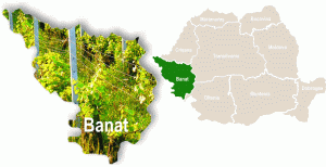 Banatul deţine circa 2,3% din totalul viilor noastre