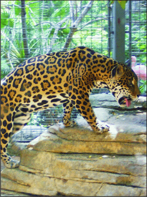 Grădina Zoologică din Braşov va fi modernizată 