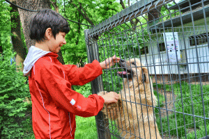 În parcul Kiseleff pot fi adoptaţi câini