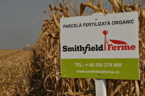 Recolte record în Banat, pe un lot fertilizat organic de către specialiştii Smithfield Ferme