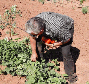 Un număr considerabil de oameni îşi vor cultiva propriile legume şi îşi vor produce singuri alimentele.