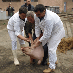 Porcii crescuţi în fermele din Arad pot ajunge pe mesele străinilor.