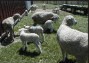 Sprijin guvernamental pentru crescătorii de bovine şi ovine