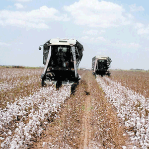 India va sigura 17% din exporturile mondiale de bumbac în anul agricol 2011-2012, potrivit Departamentului Agriculturii din SUA.