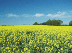 Producţia de rapiţă - o mare şansă pentru agricultorii autohtoni