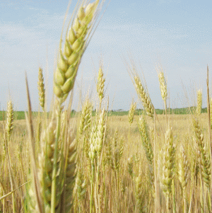 Preţurile mondiale ale alimentelor continuă să scadă