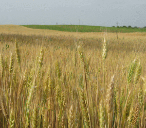 Cotaţiile mărfurilor agricole, în declin semnificativ