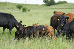 Carne de vită premium ANGUS din producţie ecologică pe păşunile din România