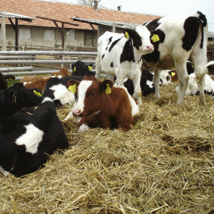 Ungaria, sursa celor mai multe importuri alimentare în ţara noastră