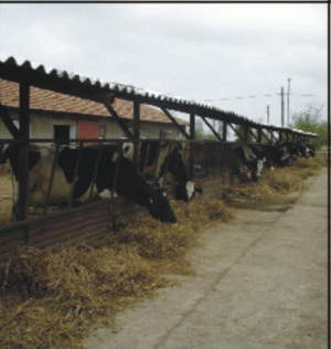 Crescătorii de bovine sunt nemulţumiţi de subvenţiile propuse de Agricultură 