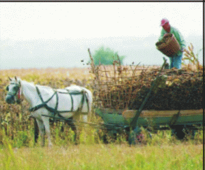 Un sfert din suprafeţele agricole au fost asigurate de calamităţi