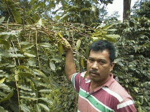 Stocurile reduse urcă preţul cafelei Robusta