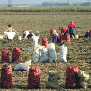 Producătorii: "Despăgubirea cultivatorilor de cartofi de către MADR, praf în ochi" 