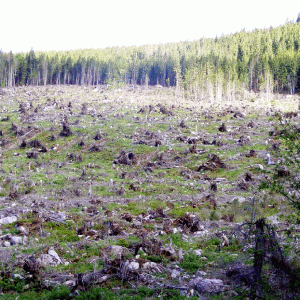 "Vrem să blocăm defrişarea a 192 de hectare de pădure în Gorj"