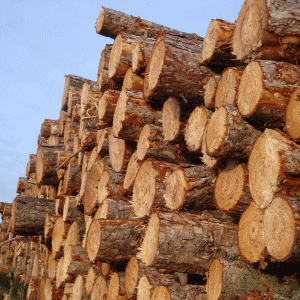 "Producţia de energie pe biomasă, împiedicată de mafia lemnului"