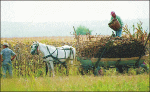 Seceta ne-a distrus producţia agricolă