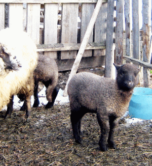 Cu miei mici, vânzarea-i slabă