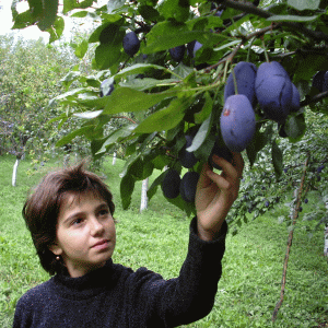 Producţie record de prune la Staţiunea de Cercetare Pomicolă Istriţa