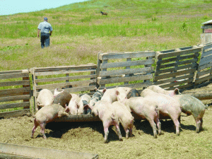 Carnea de porc se va scumpi cu peste 20%, din toamnă