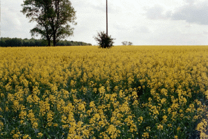 "Biocrop" vrea o zecime din piaţa soiurilor hibride de rapiţă