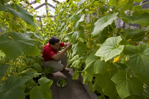 Mai puţin de 1% din suprafaţa agricolă totală are culturi ecologice