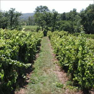 Producţia de vin a Franţei va scădea cu circa 10%