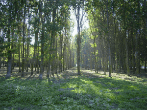 INS: Suprafaţa fondului de vânătoare în România - 21,9 milioane hectare în 2007