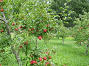 Mai puţini pomi fructiferi în 2008