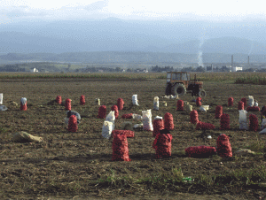 Şase bănci vor acorda credite pentru finanţarea proiectelor de investiţii în agricultură