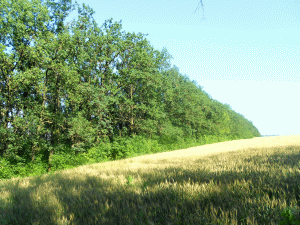 Perdele forestiere (Sursa foto: Wikipedia)