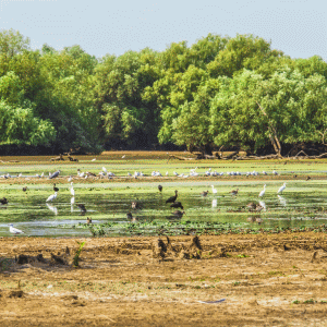 Operatorii turistici din Delta Dunării au încasat peste 100.000 de lei