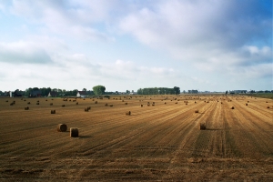 Ministerul Agriculturii va oferi ajutoare naţionale tranzitorii de 527,2 milioane lei