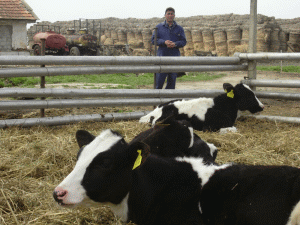 Scădere de 6% a efectivelor de bovine