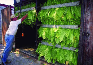 Suprafaţa cultivată cu tutun se va tripla în următorii cinci ani 