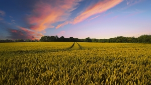 MADR a publicat măsurile de mediu şi climă aplicabile pe terenurile agricole în anul 2018