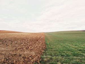 Peste 400.000 de cereri de plată pentru circa 1,3 milioane de hectare de teren agricol au fost depuse până în prezent