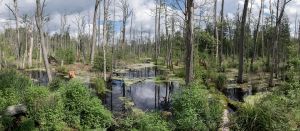 Polonia a încălcat legislaţia europeană dispunând tăieri în Pădurea milenară Bialowieza