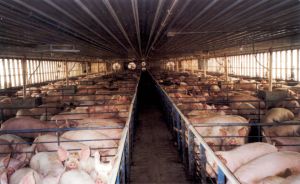 Restricţionează importurile de carne de porc din România