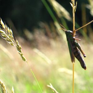 Schimbările climatice favorizează înmulţirea dăunătorilor