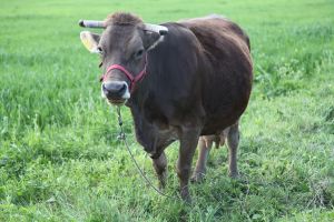 Ministrul Agriculturii va acorda subvenţii pentru crescătorii de ovine, caprine şi taurine