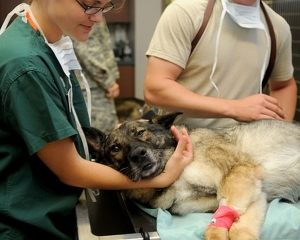 Colegiul Medicilor Veterinari anunţă protest în Piaţa Victoriei