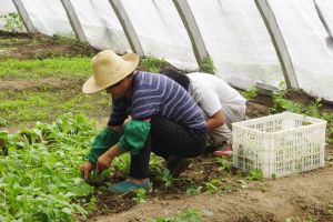 Europa ne aşteaptă să lucrăm în agricultură