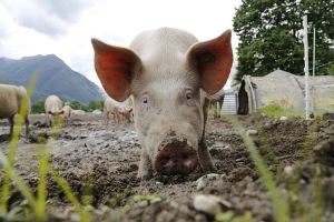 Trei focare de pestă porcină africană, confirmate în judeţul Galaţi