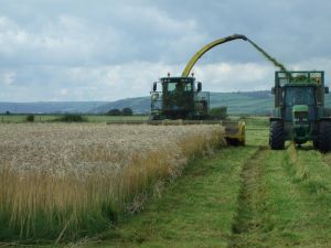 Cerealele britanice sunt vândute cu rapiditate pe piaţă înaintea Brexitului