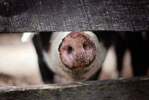 Bulgaria va sacrifica alţi 40.000 de porci după descoperirea unui nou focar de pestă porcină