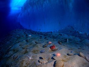 Oamenii de ştiinţă, şocaţi de scurgerile de metan din Oceanul Antarctic