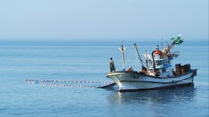 Sute de flote chineze pescuiesc ilegal în Coreea de Nord