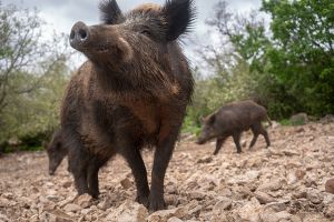 Focar de pestă porcină africană în judeţul Timiş