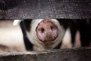 Comisia Europeană aprobă un ajutor de 47,4 milioane de euro pentru crescătorii de porci şi păsări din România